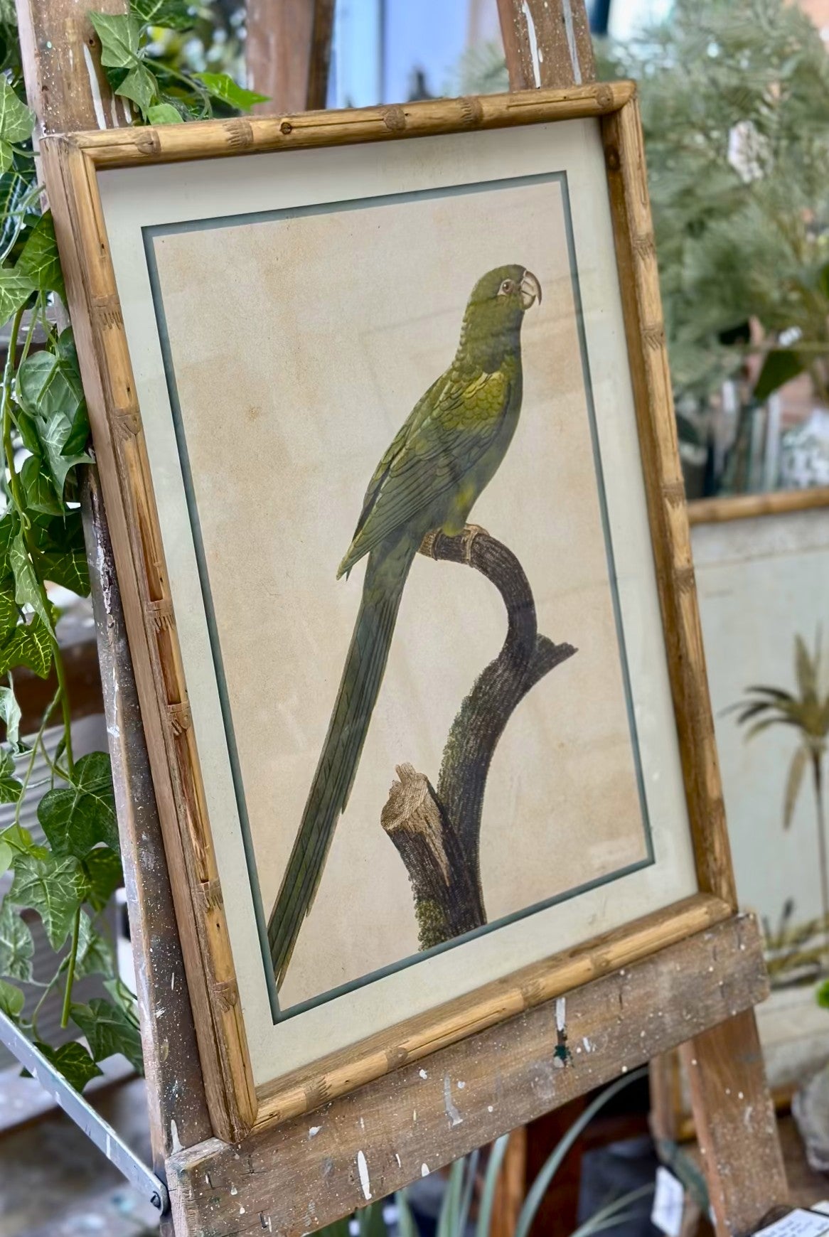 Parakeet Print in Carved 'Bamboo' Wooden Frame - Green Parrot - Magpie Style