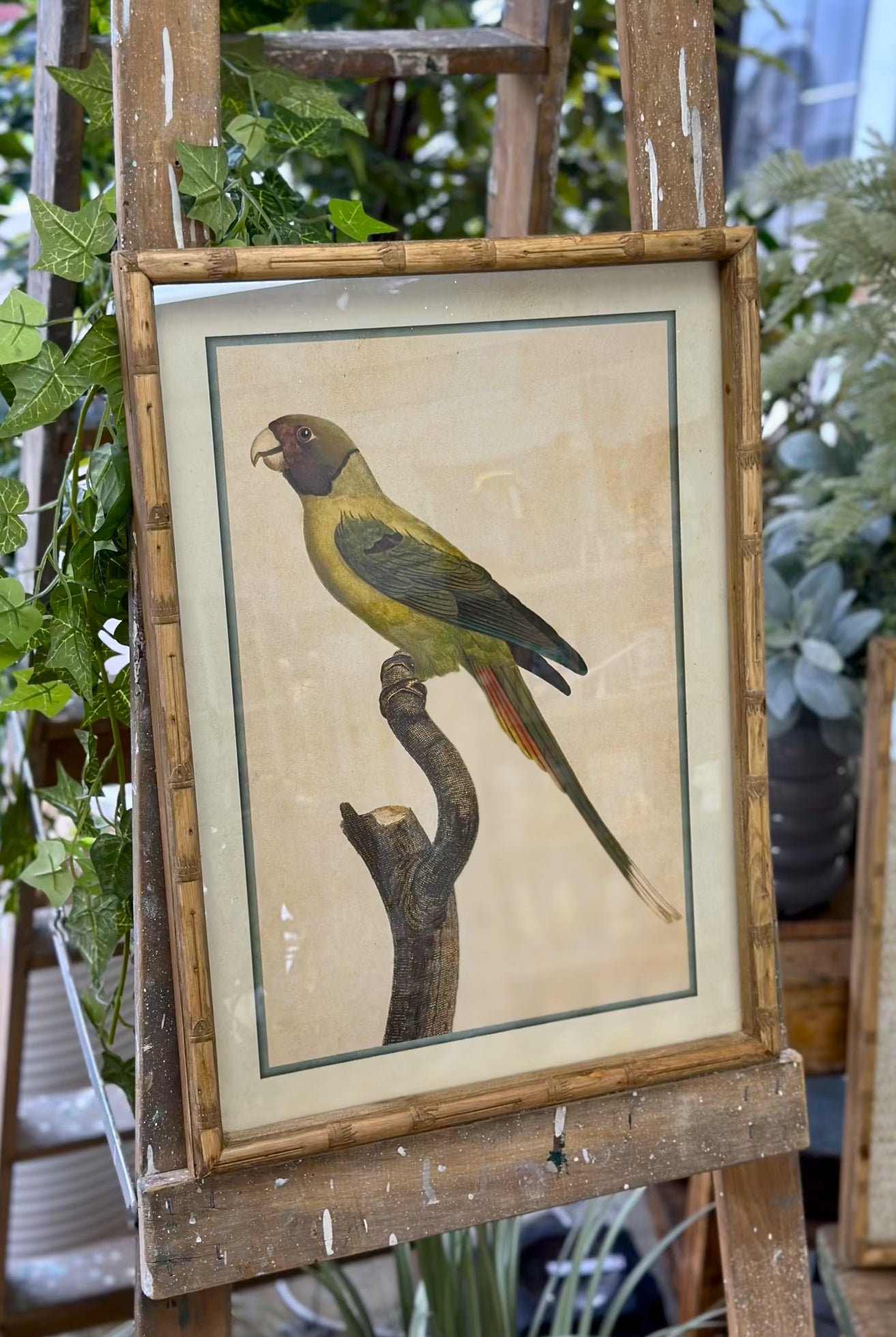 Parakeet Print in Carved 'Bamboo' Wooden Frame - Yellow Parrot - Magpie Style