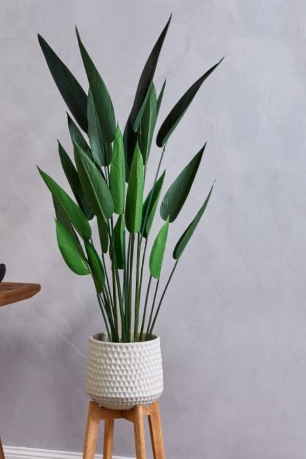 Sky Bird Plant - Magpie Style