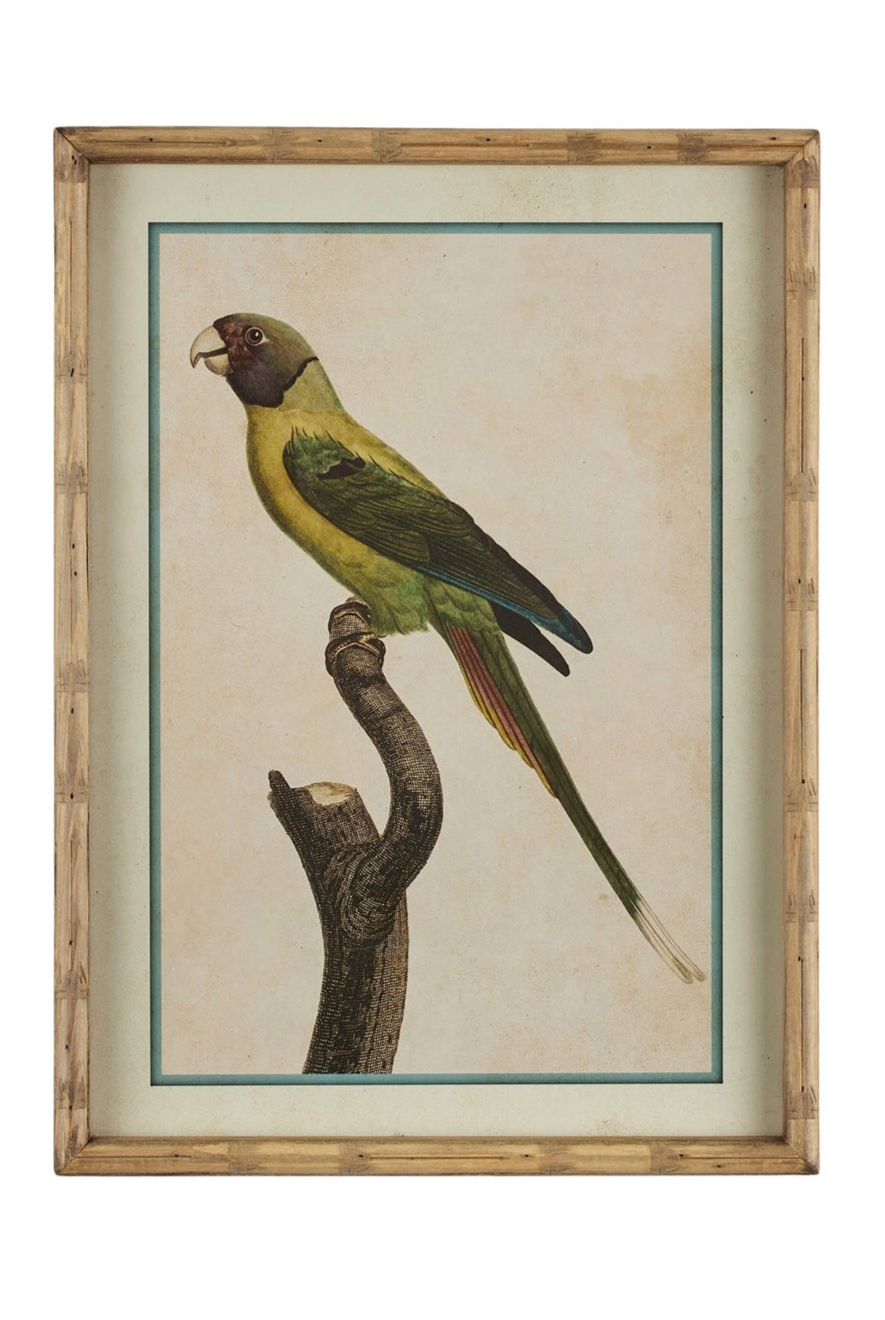 Parakeet Print in Carved 'Bamboo' Wooden Frame - Yellow Parrot - Magpie Style