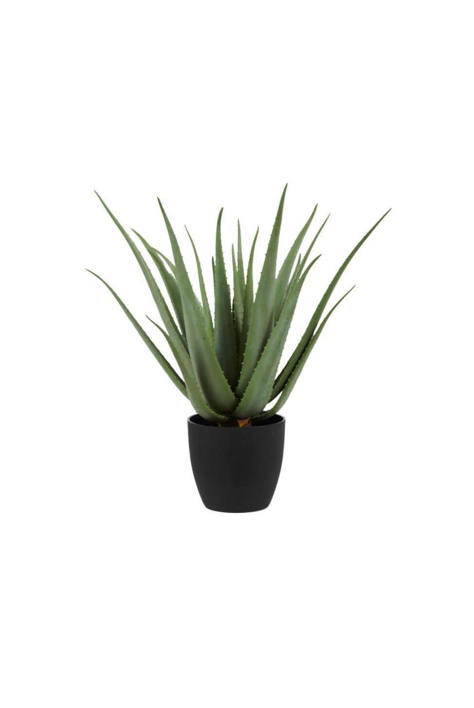 Aloe Plant - Potted - Magpie Style