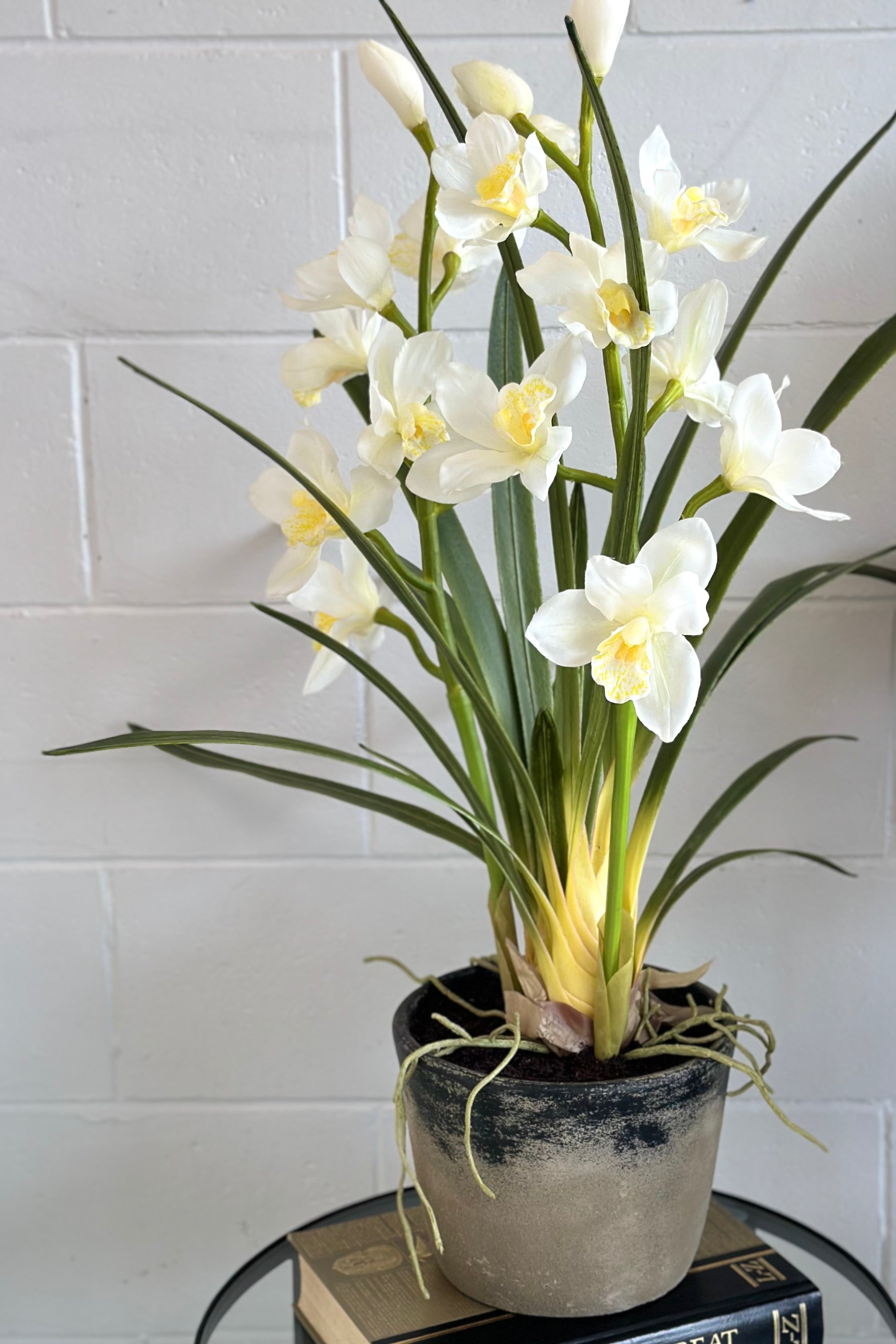 Potted Cymbidium - Large - Magpie Style