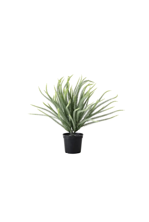 Norfolk Pine Plant - Magpie Style