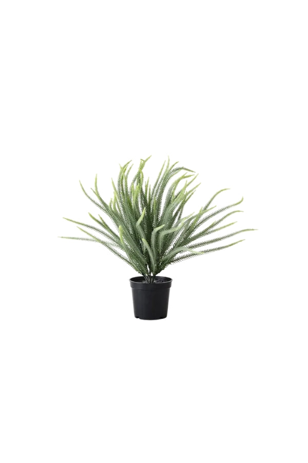 Norfolk Pine Plant - Magpie Style