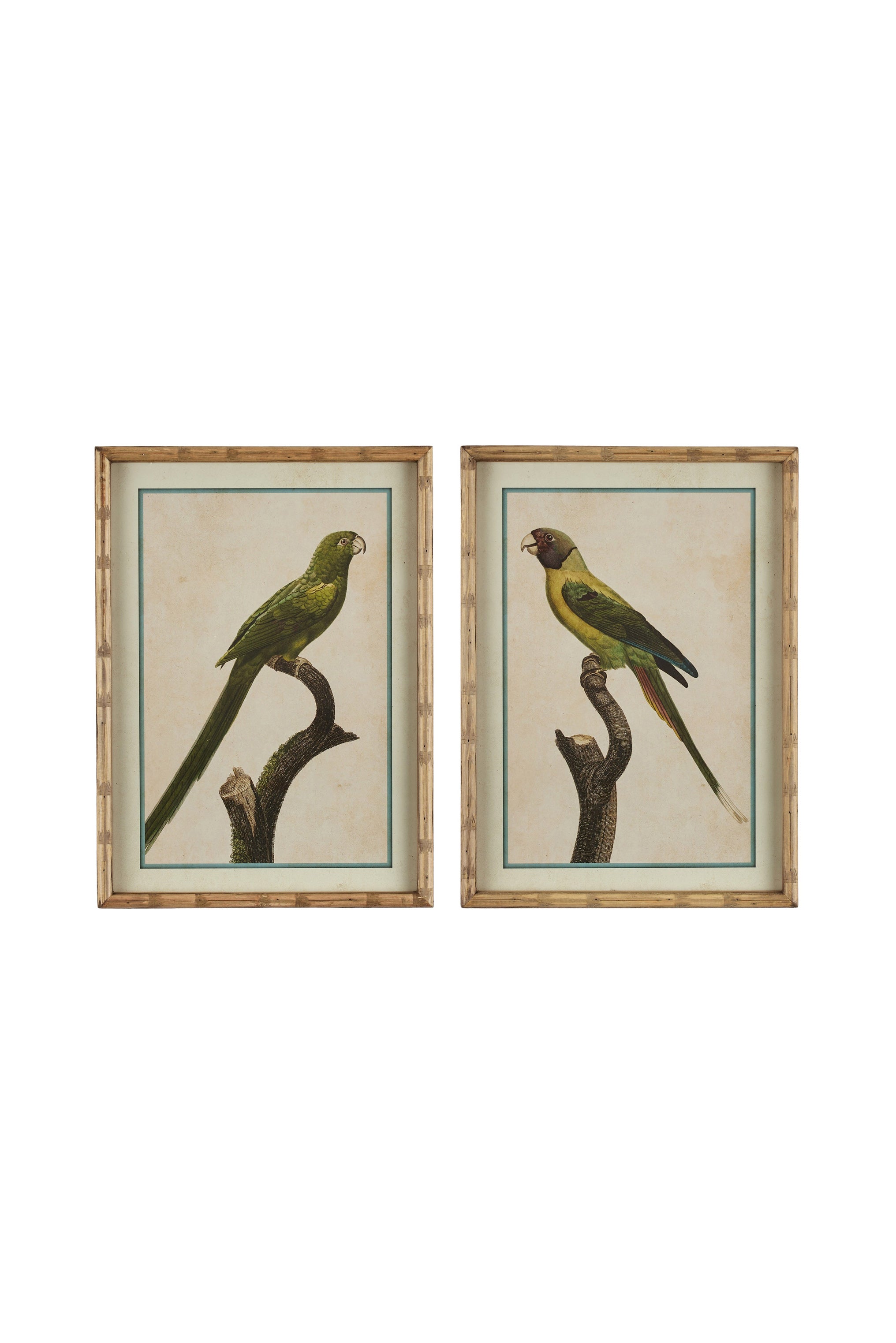 Parakeet Print in Carved 'Bamboo' Wooden Frame - Green Parrot - Magpie Style