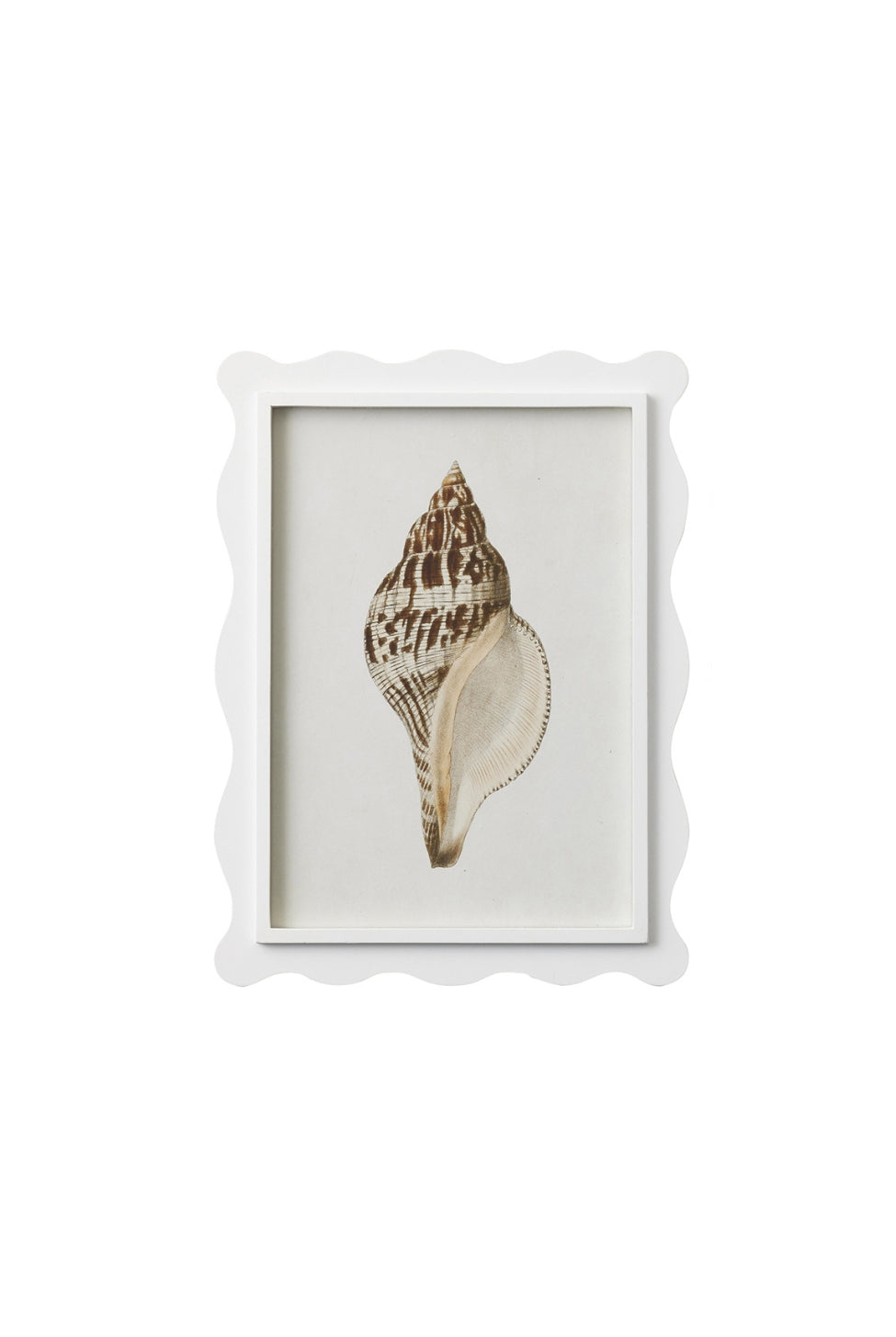 Scalloped Shell Study A - Magpie Style