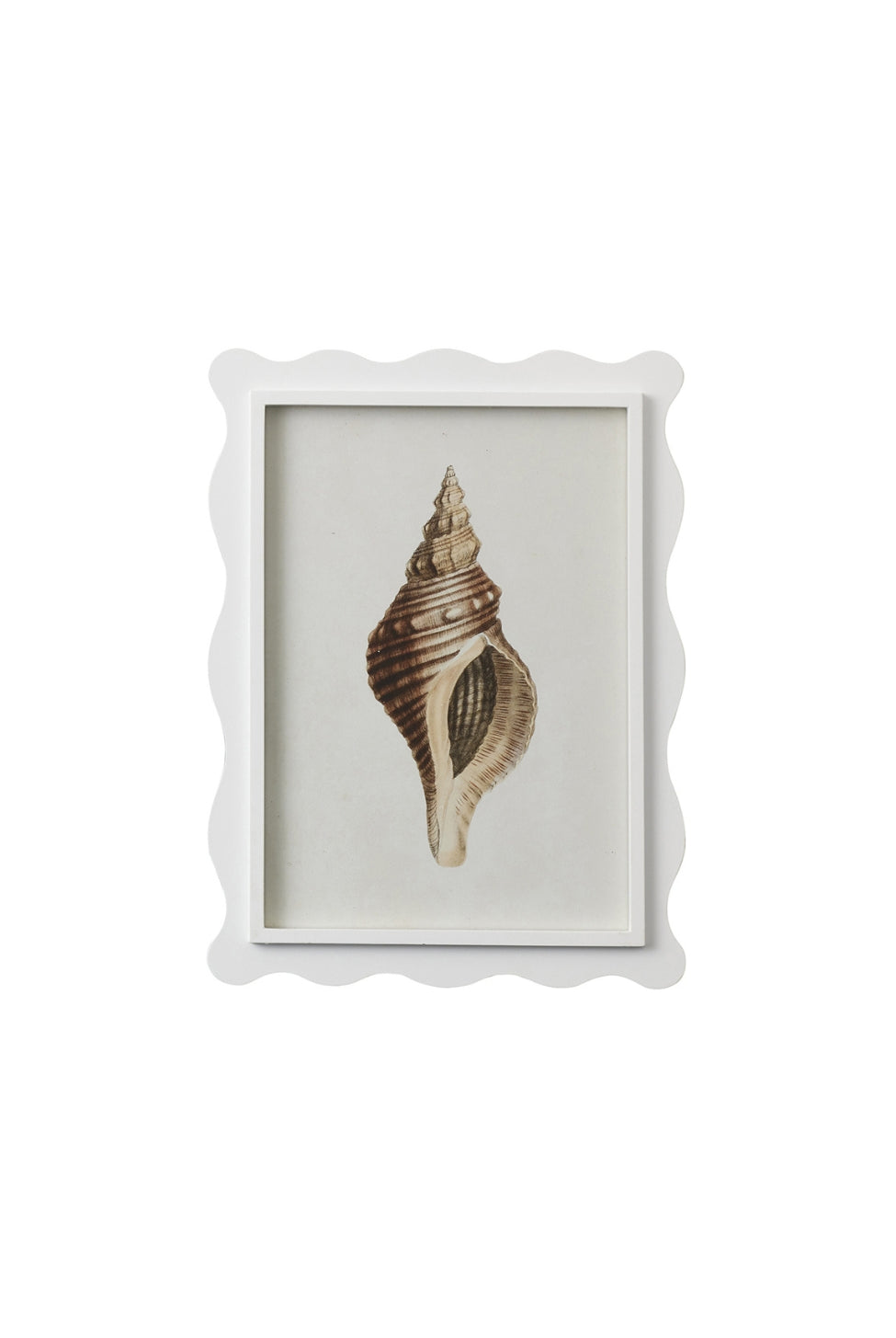 Scalloped Shell Study C - Magpie Style