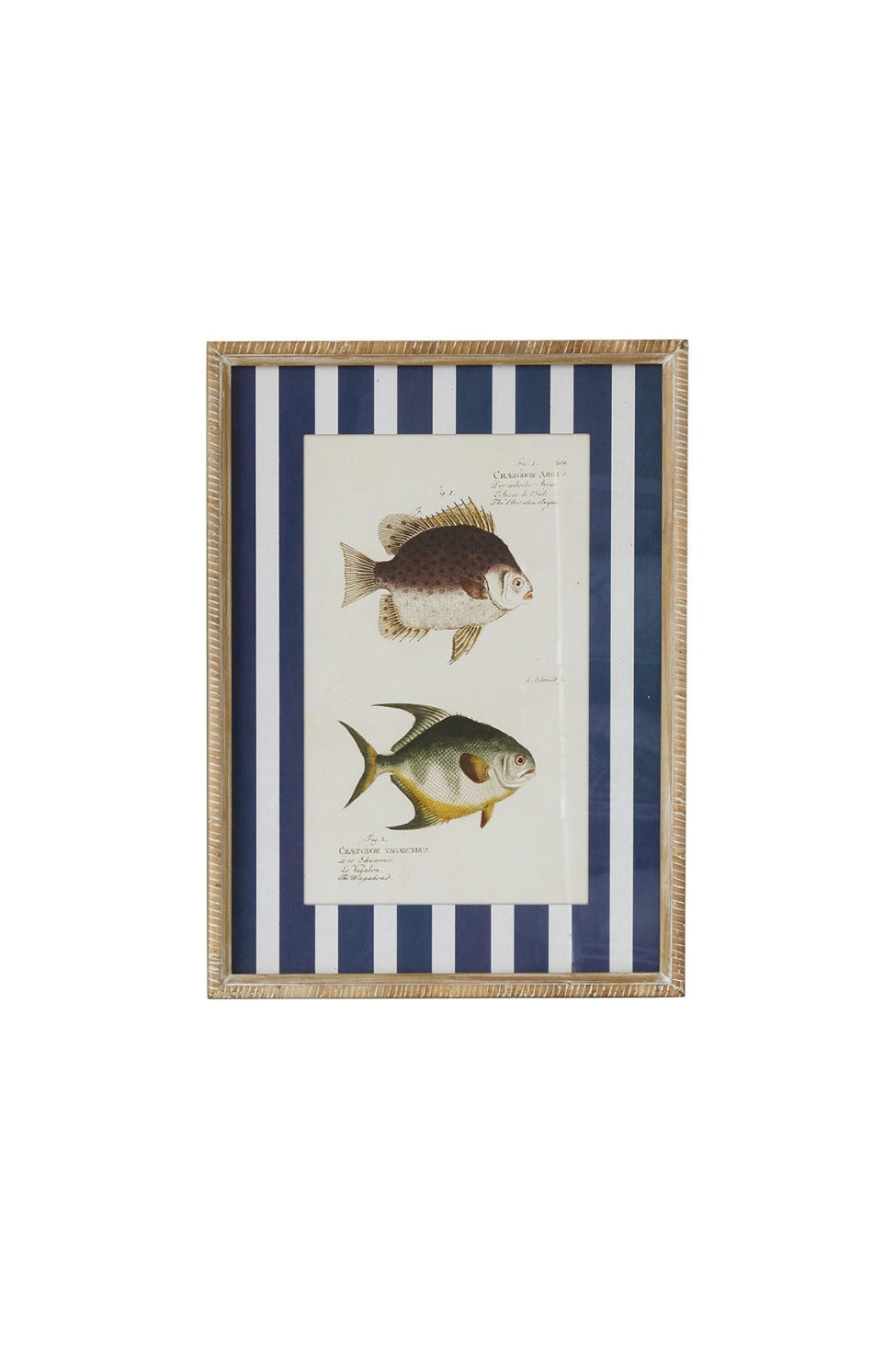 Nautical Stripe Fish Study C - Magpie Style