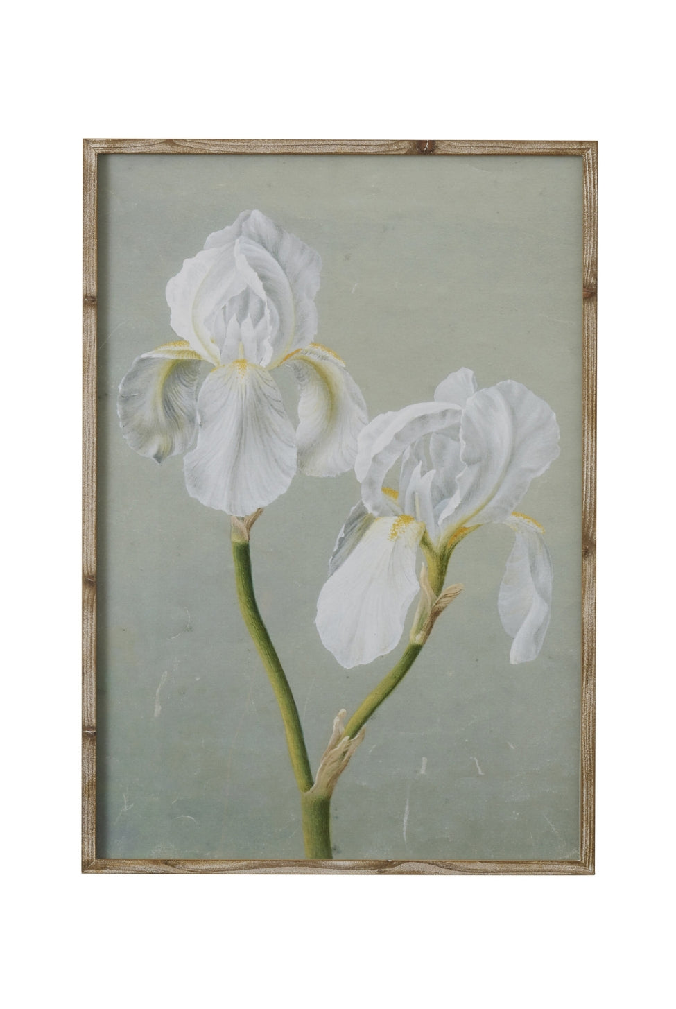 Ivory Orchid Botanical Study - Magpie Style