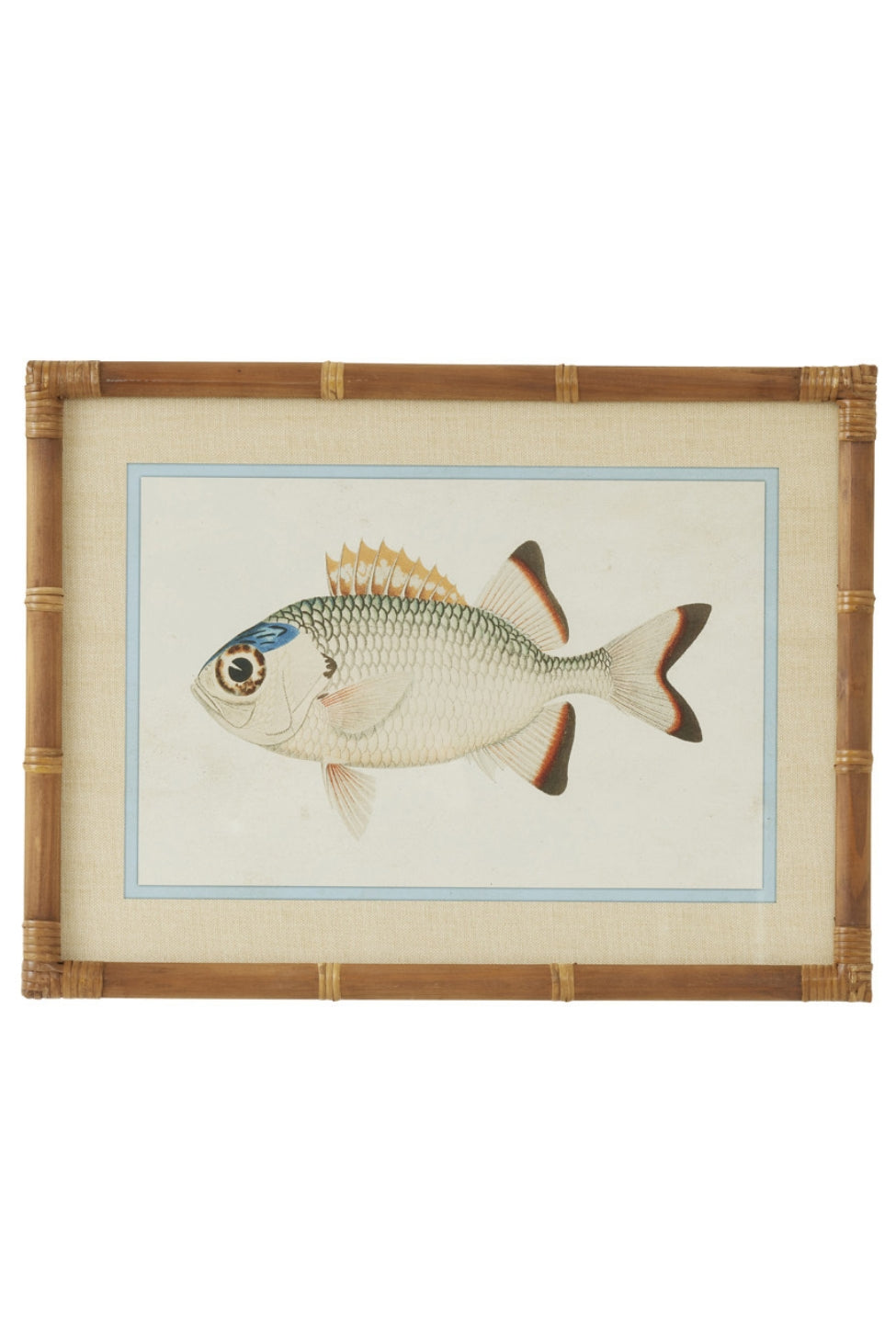 Laguna Reef Fish Study I - Magpie Style