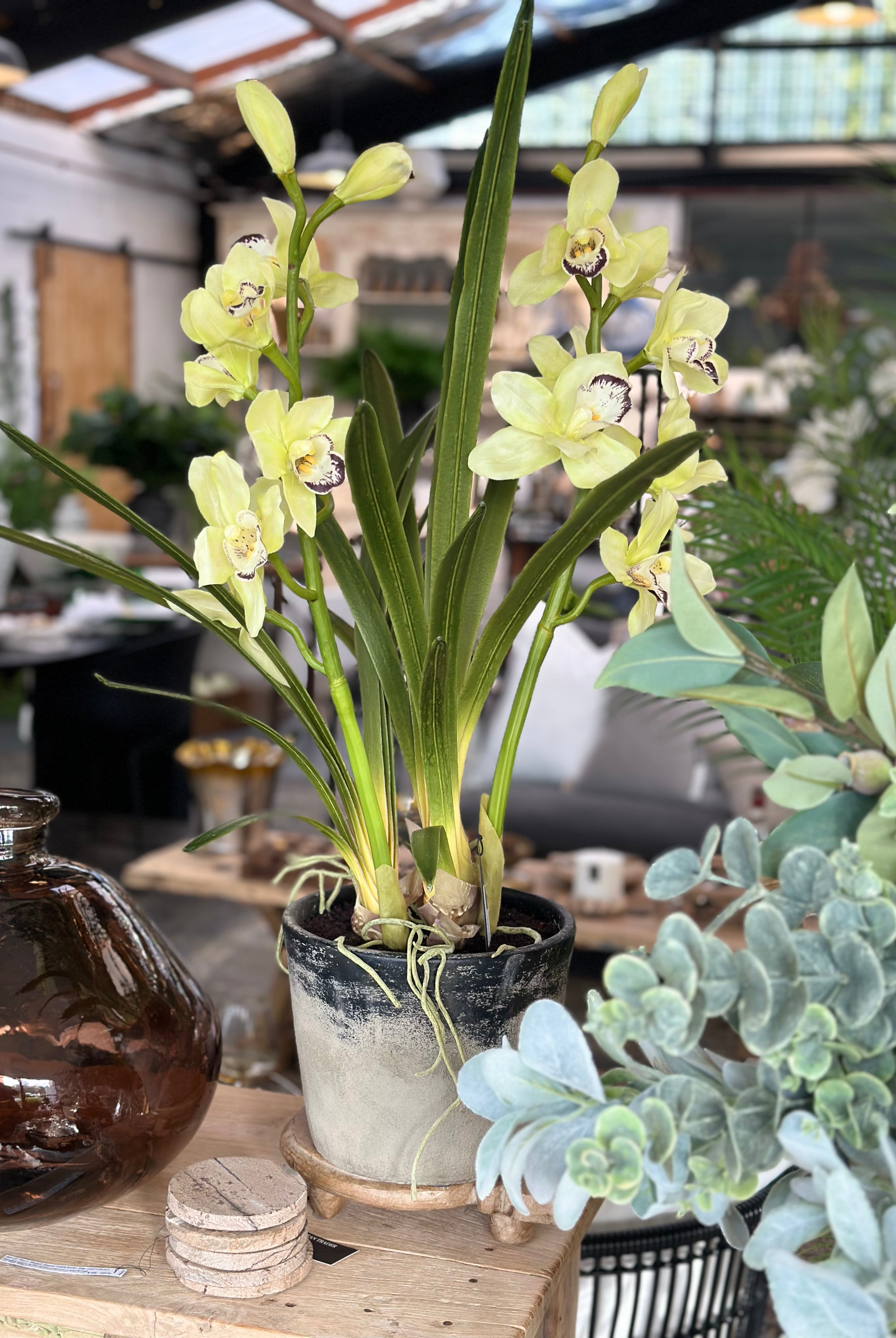 Cymbidium - Concrete Pot - Large - Magpie Style