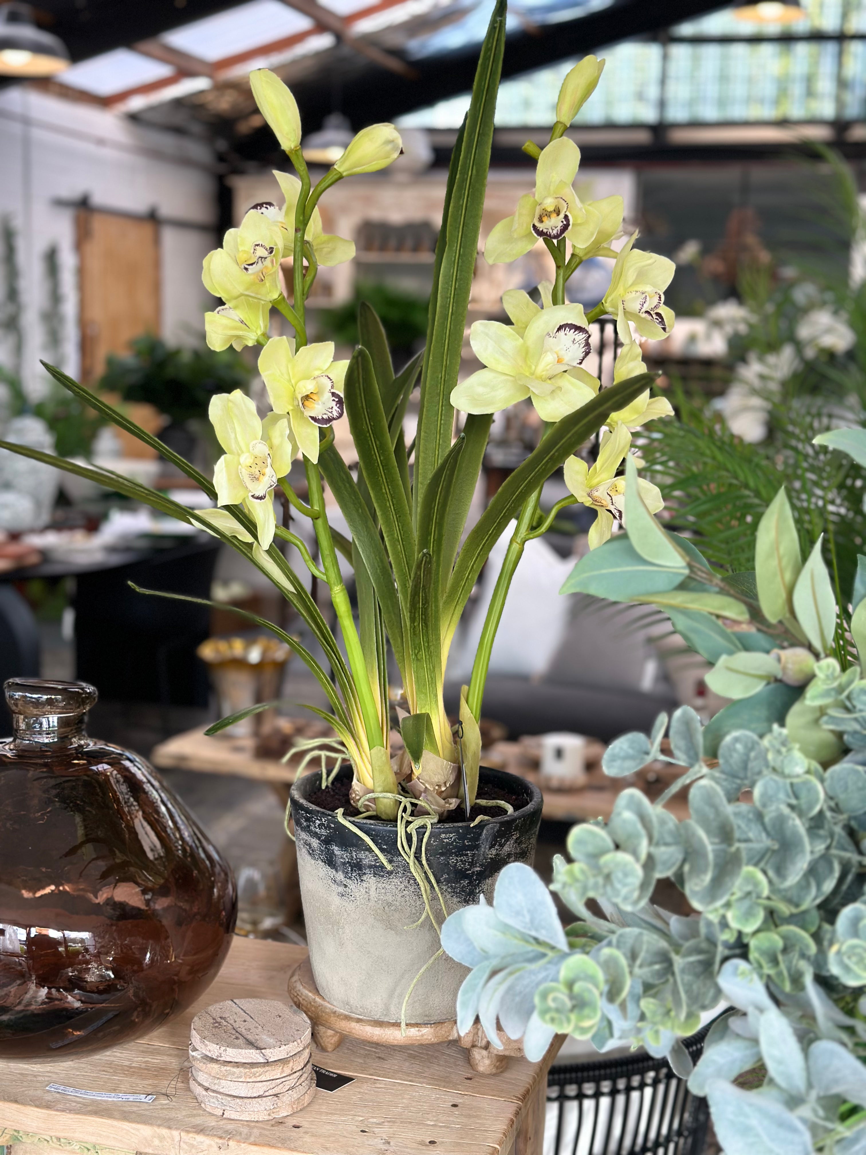 Cymbidium - Concrete Pot - Large - Magpie Style