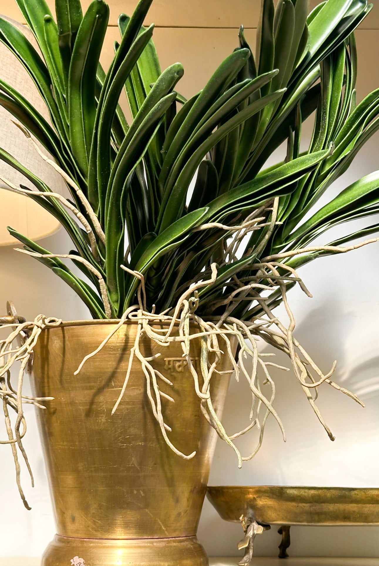 Vanda Orchid Plant - Magpie Style