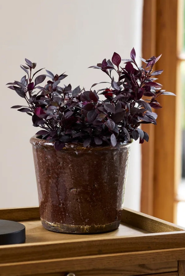 Brown Glazed Terracotta Pot - Magpie Style