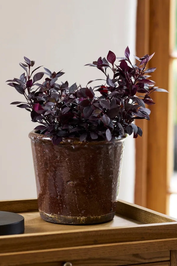 Brown Glazed Terracotta Pot - Magpie Style