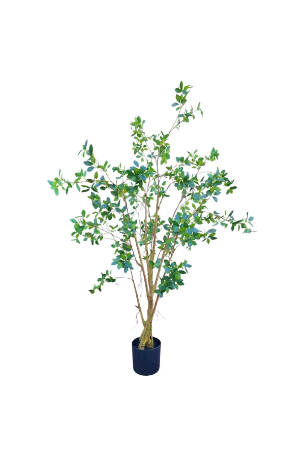 Ficus Tree - 180cm - Magpie Style