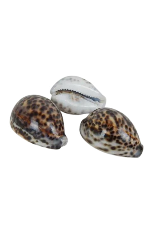Spotted Tiger Cowrie Shell - Magpie Style