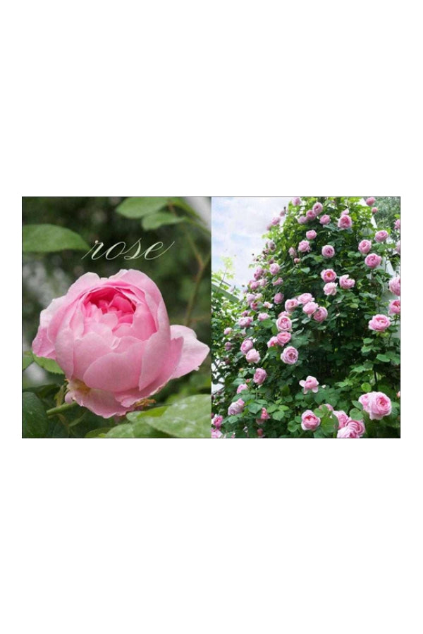 Flowers: My Garden Collection Carolyne Roehm - Magpie Style