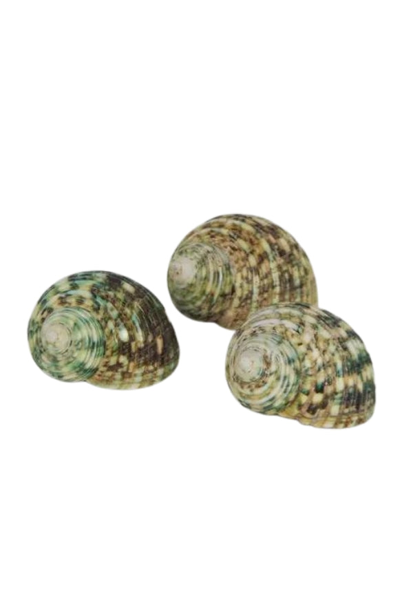 Graphic Green Turban Snail Shell - Magpie Style