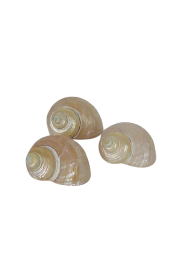 Pearly Turban Snail Shell - Magpie Style