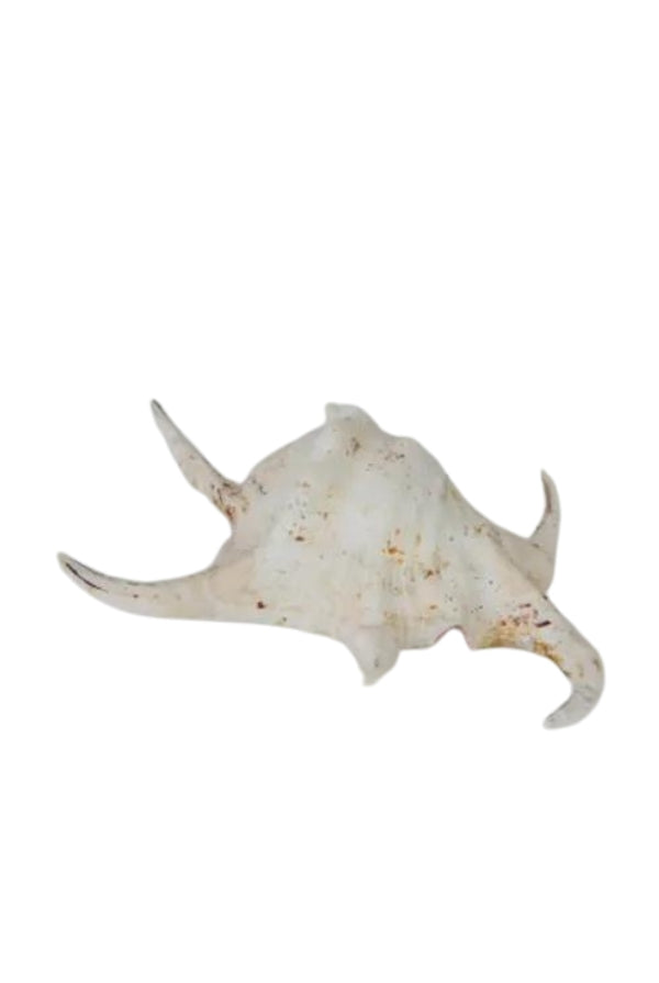 XL Spider Shell - Magpie Style