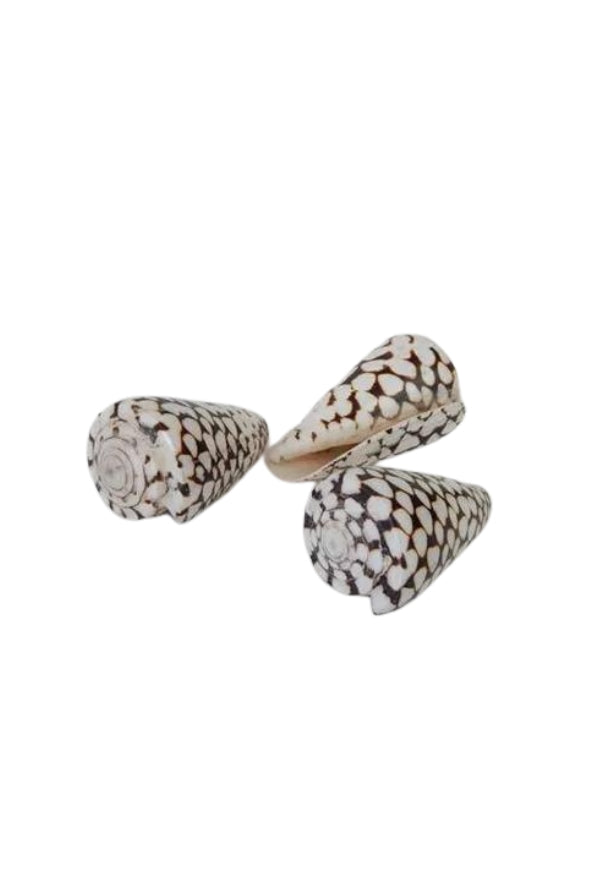 Spotty Cone Shells - Magpie Style