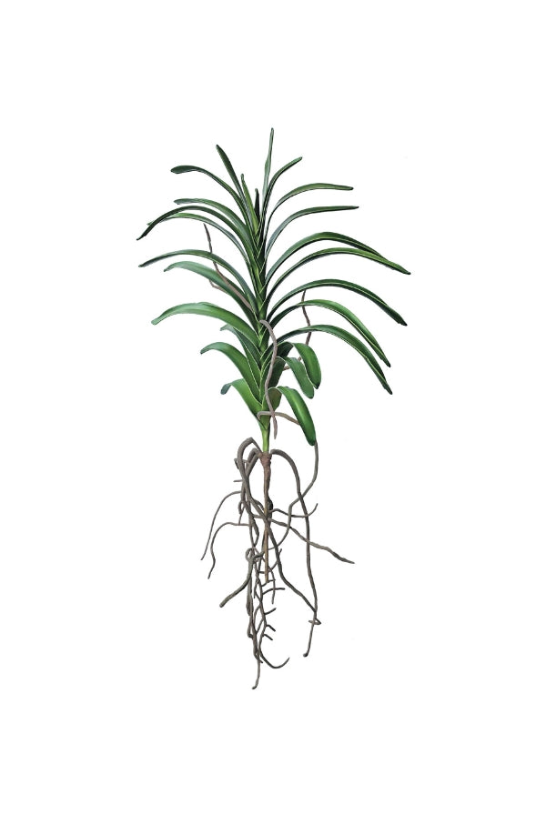 Vanda Orchid Plant - Magpie Style