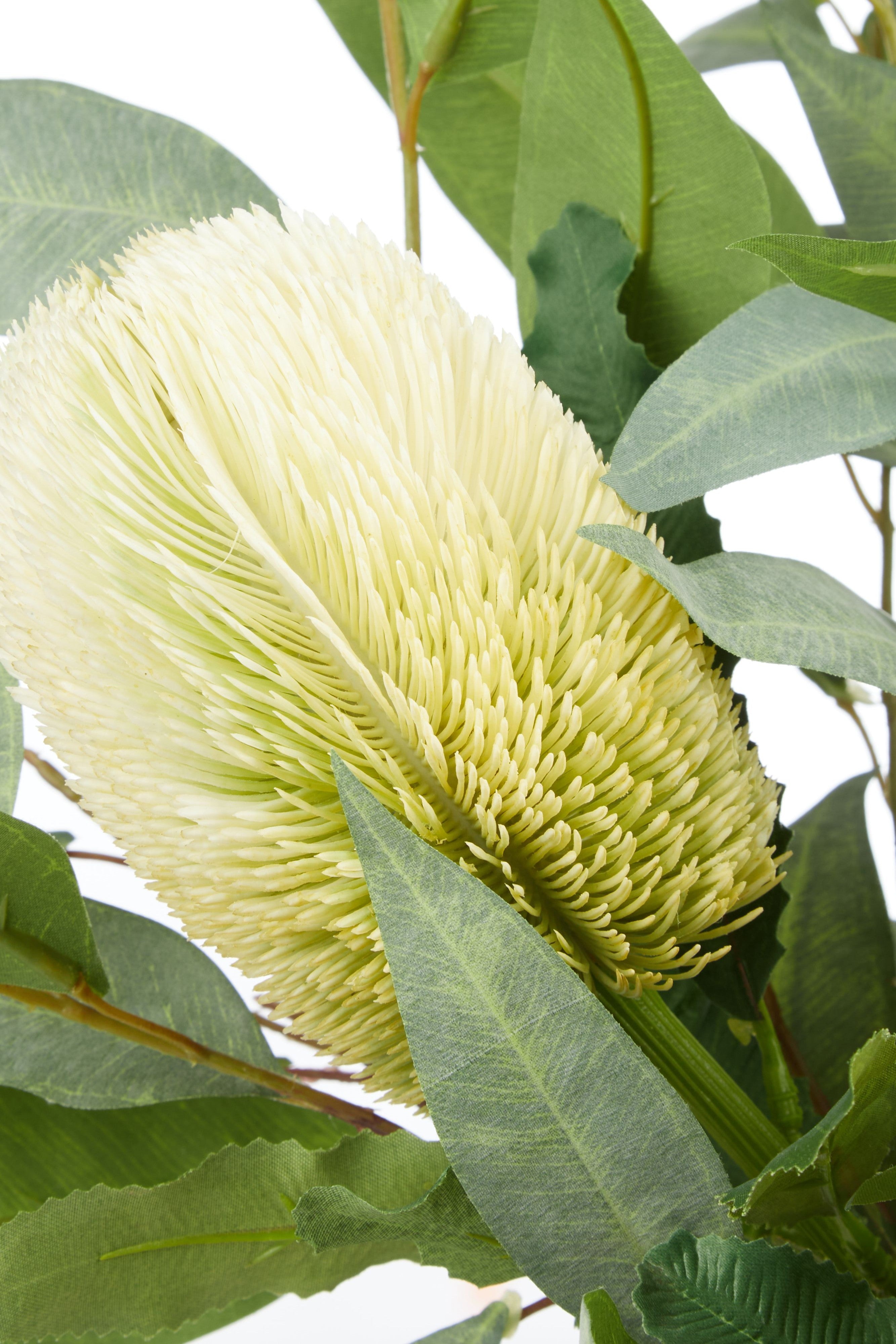 Native Banksia Gum Nut Mixed Flowers - Magpie Style