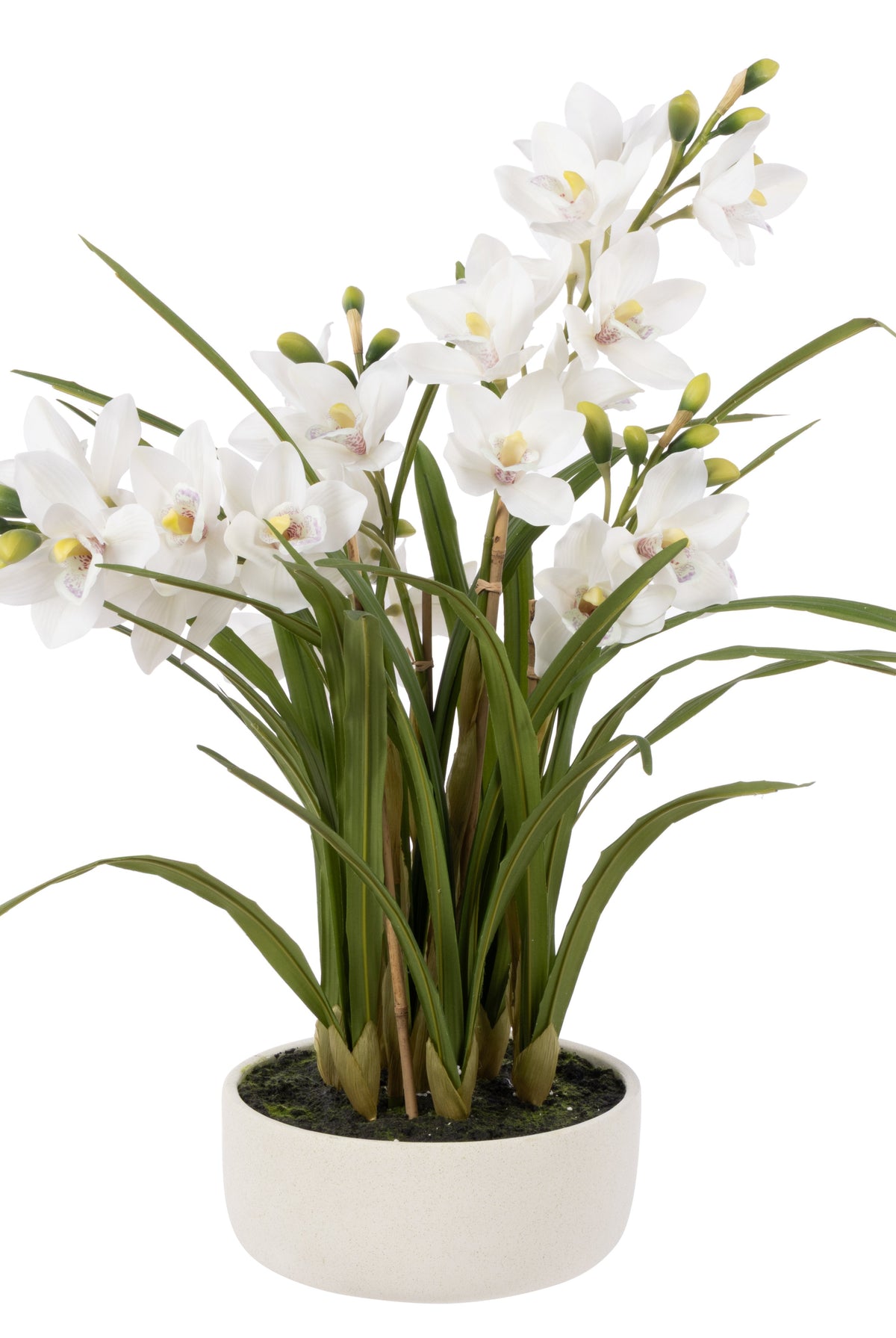 Cymbidium Orchid Pot - White - 1