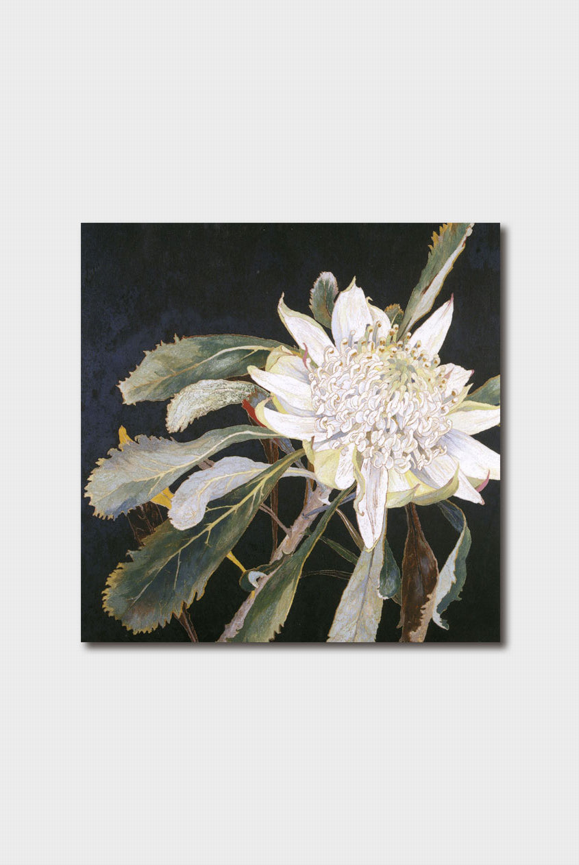 White Waratah Card by Blue Island Press