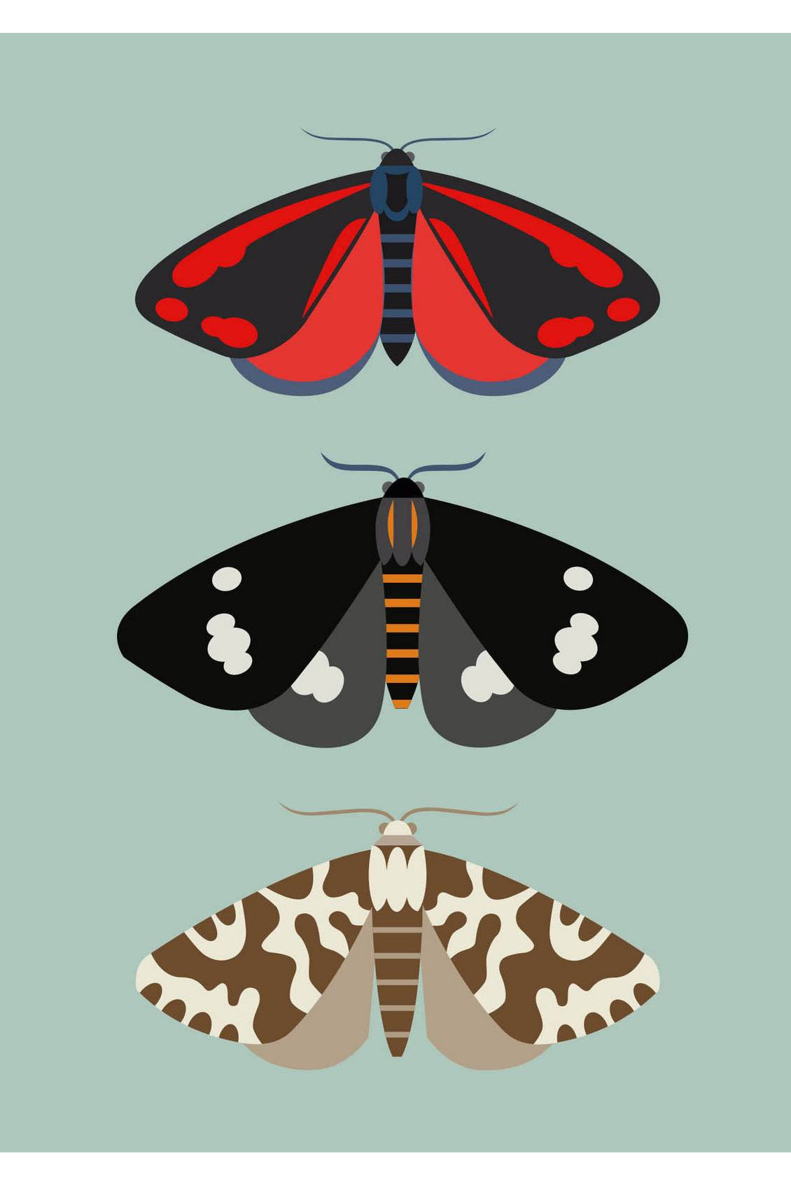New Zealand moths greeting card by Hamish Thompson