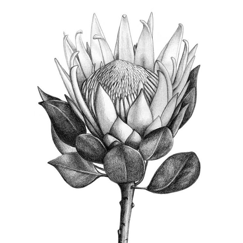 Card - King Protea Black & White - original artwork