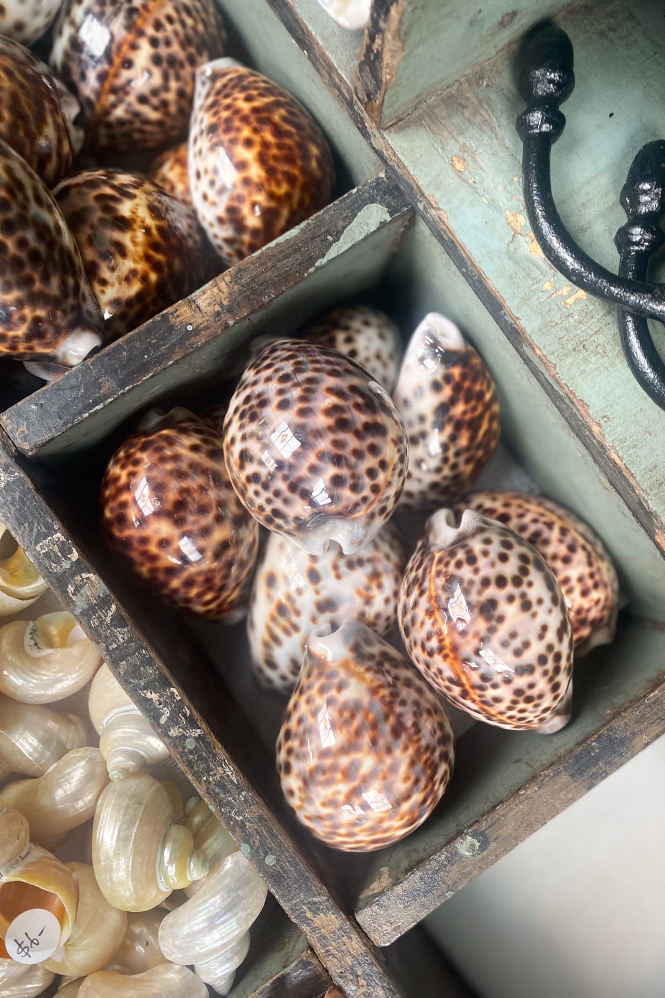 Spotted Tiger Cowrie Shell - Magpie Style