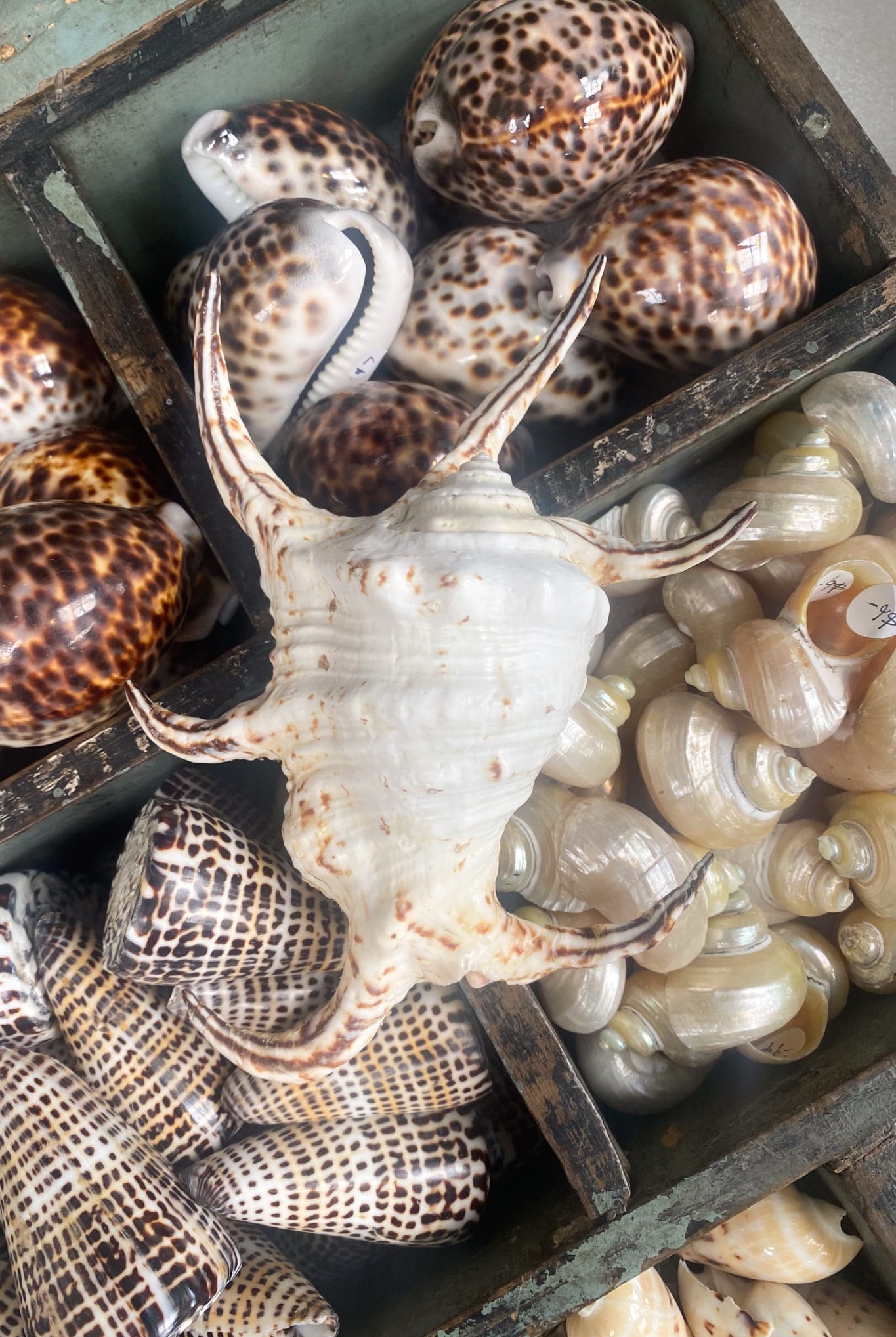 XL Spider Shell - Magpie Style