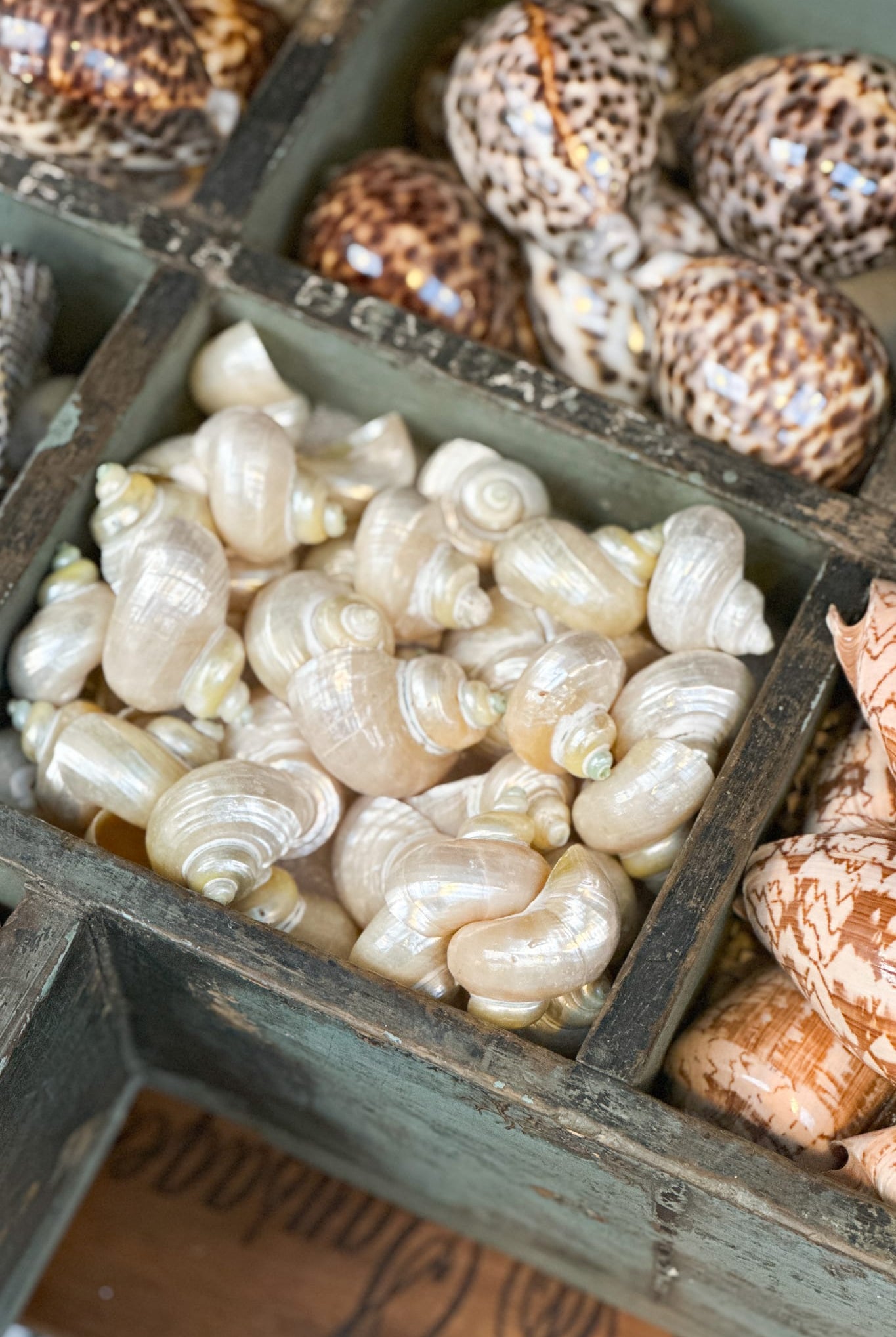 Pearly Turban Snail Shell - Magpie Style