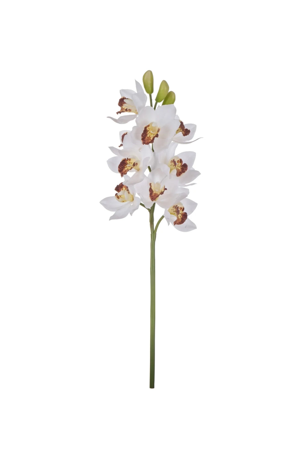 White Orchid Stem