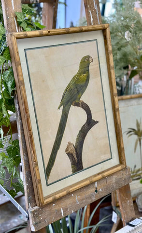 Parakeet Print in Carved 'Bamboo' Wooden Frame - Green Parrot