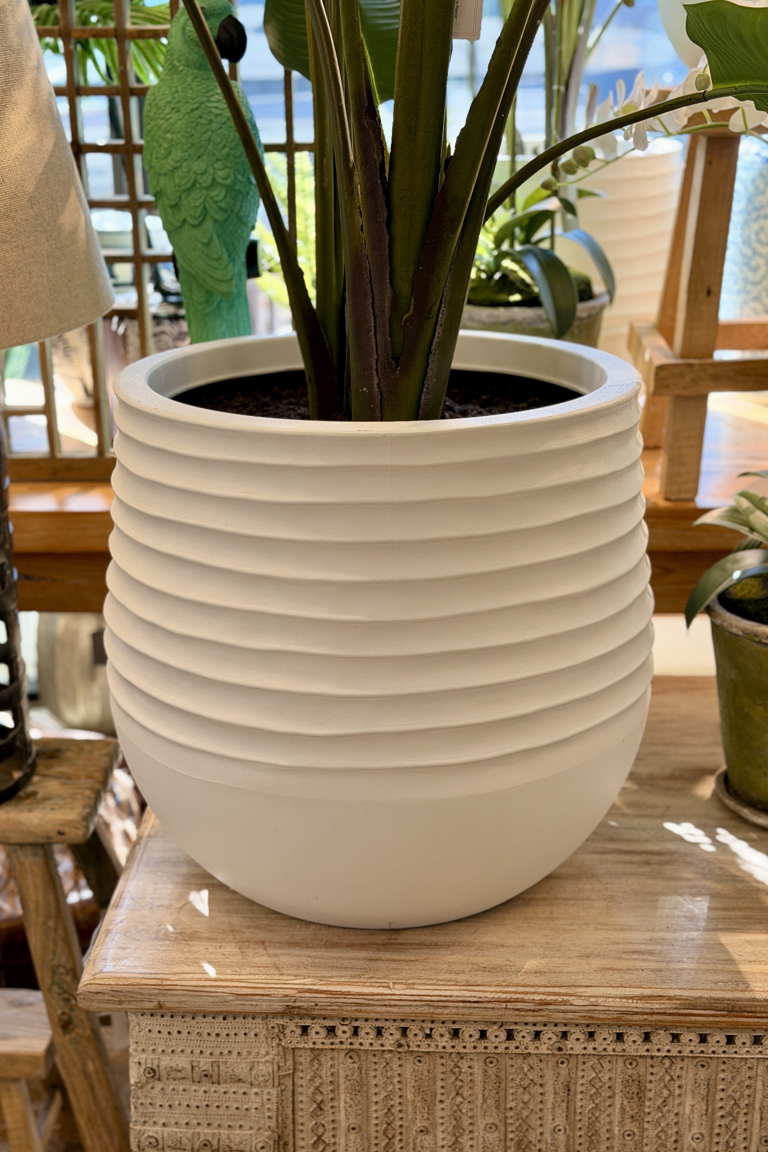 Large Bird of Paradise in Planter - Magpie Style