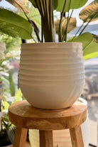 Medium Bird of Paradise in Planter - Magpie Style