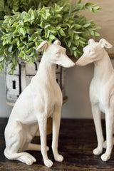 Marais Hound - Chalk