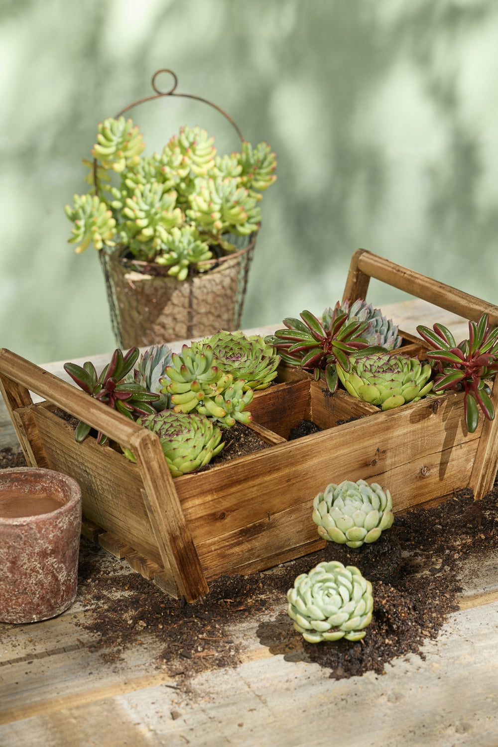 Wooden Caddy - 6 Sections