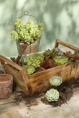 Wooden Caddy - 6 Sections