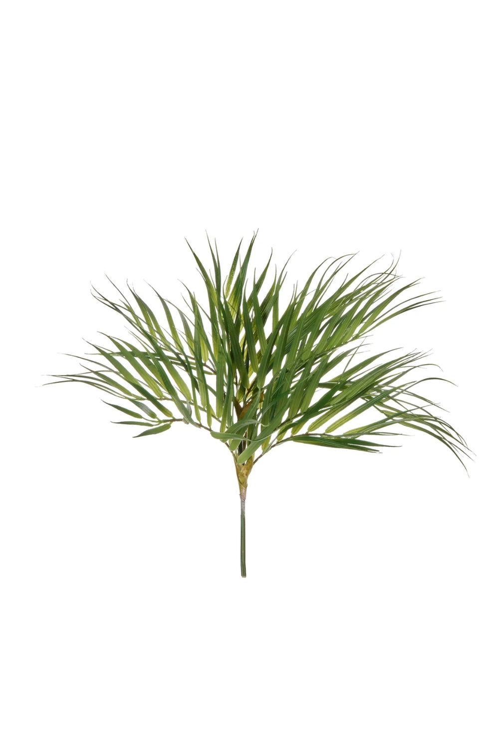 Areca Palm Stem