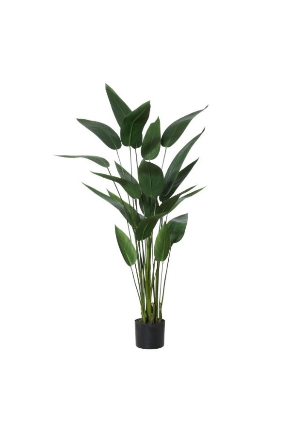 Sky Bird Plant