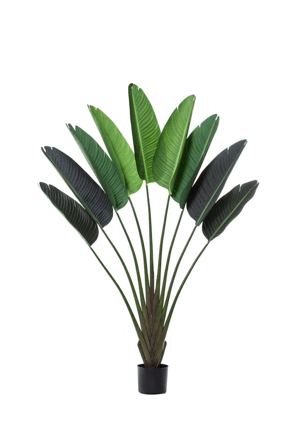 Capri Bird of Paradise Tree