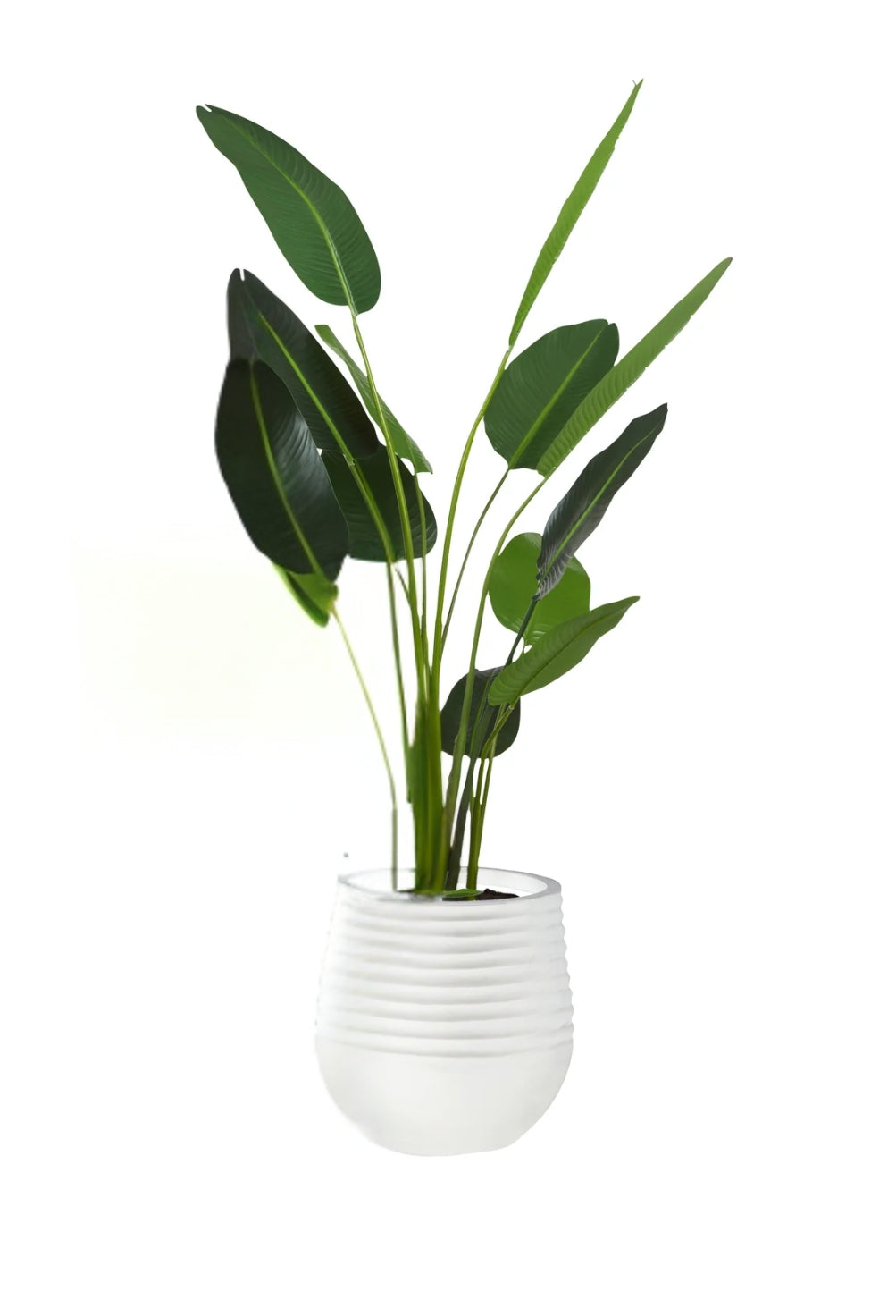 Large Bird of Paradise in Planter - Magpie Style