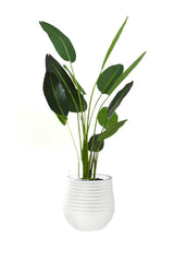 Large Bird of Paradise in Planter