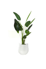 Medium Bird of Paradise in Planter