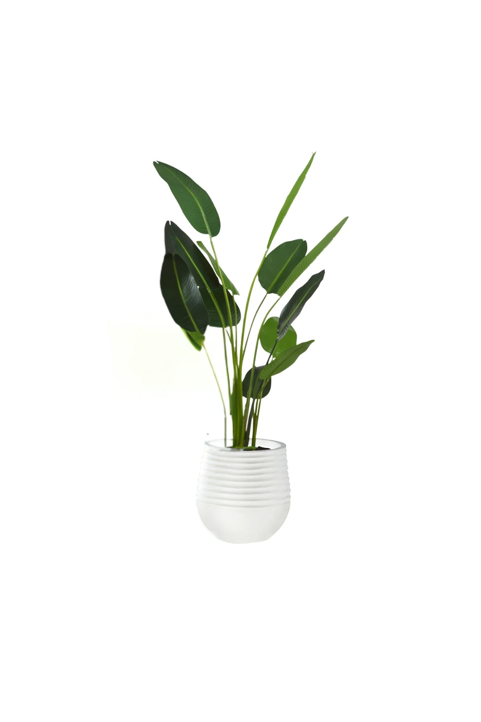 Small Bird of Paradise in Planter - Magpie Style