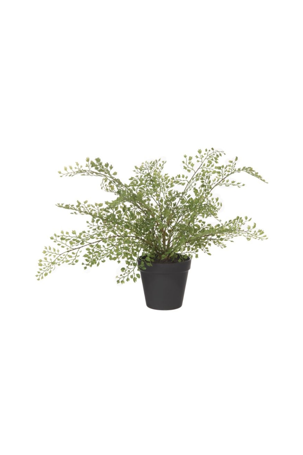 Faux Maidenhair Fern Pot - Magpie Style